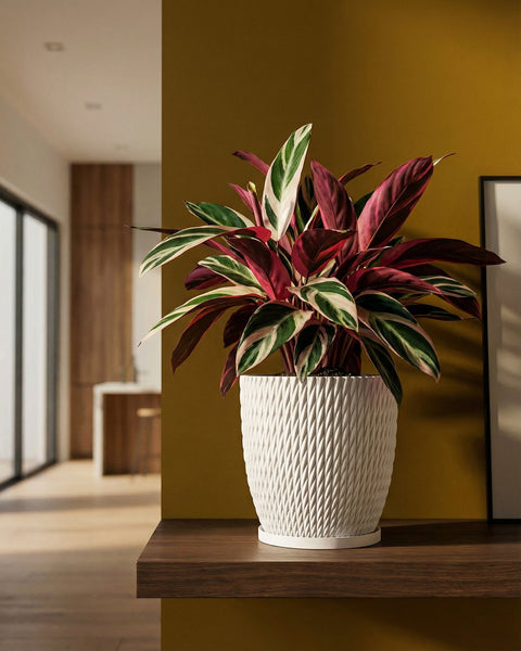 A colorful Stromanthe plant sits in a white textured planter pot on a dark wood shelf in a modern room.