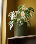 A Monstera plant with variegated leaves in a green, ridged planter pot sits on a dark wooden shelf against a golden wall.