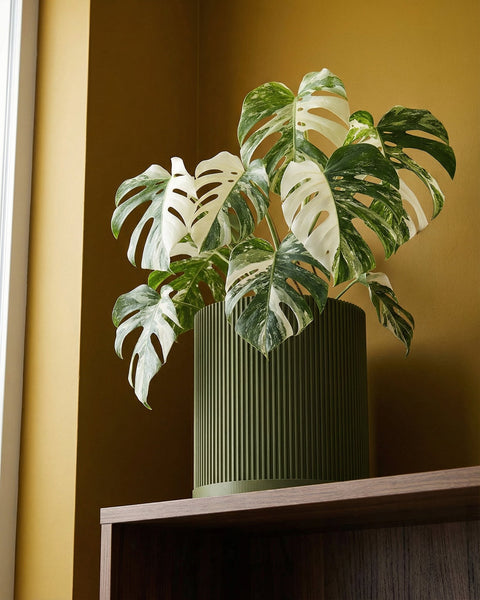 A Monstera plant with variegated leaves in a green, ridged planter pot sits on a dark wooden shelf against a golden wall.