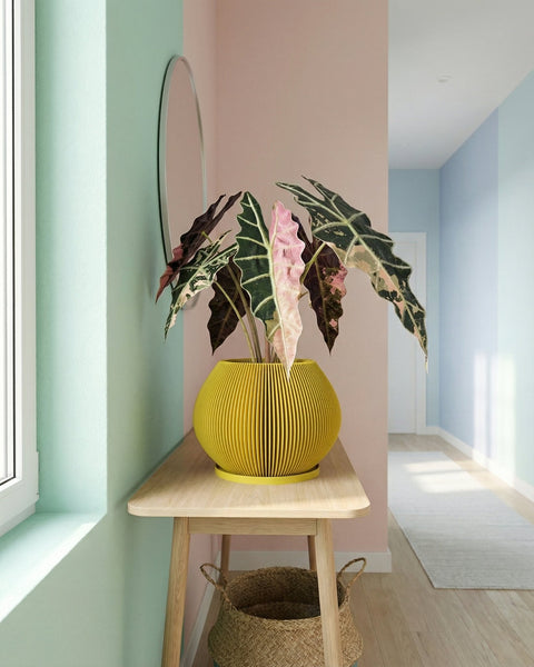 A yellow planter pot with a plant inside sits on top of a wooden cabinet. The planter pot has a unique vertical ribbed design. The plant has large, green leaves with white variegation. The background is a modern interior with a window and concrete wall.