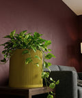 A vibrant golden pothos plant cascades from a ridged, mustard-yellow planter pot, set on a dark wooden table against a deep burgundy wall.