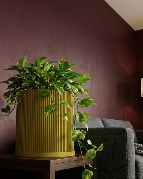 A vibrant golden pothos plant cascades from a ridged, mustard-yellow planter pot, set on a dark wooden table against a deep burgundy wall.