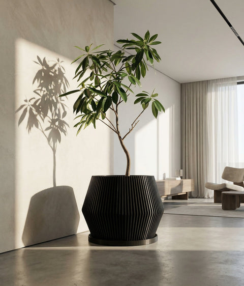 A close-up shot of a Begonia maculata plant in a black planter pot with vertical lines, sitting on a concrete stand. The plant has large, green leaves with white polka dots and reddish undersides. The background is a bright, modern living room with a geometric rug, wooden cabinet, and a chair.