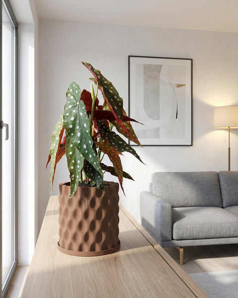 A begonia plant in a brown, textured planter pot sits on a light wood surface in a bright, modern room.