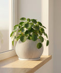 A Pilea peperomioides plant in a white, round, vertically ribbed planter pot sits on a wooden windowsill.