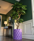 A tall tree in a purple planter pot sits in a room with dark green walls and white trim.