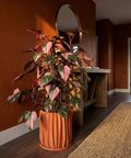 A Philodendron Gloriosum plant sits in a textured, terracotta-colored planter pot on a dark shelf against a dark wall.