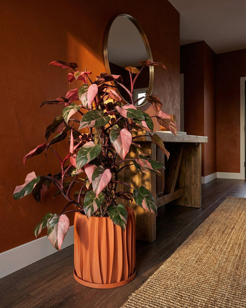 A Philodendron Gloriosum plant sits in a textured, terracotta-colored planter pot on a dark shelf against a dark wall.