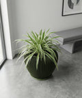 A green spider plant in a green planter pot sits on a gray floor, with a window and bench in the background.