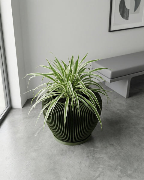 A green spider plant in a green planter pot sits on a gray floor, with a window and bench in the background.