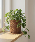 A brown planter pot with a geometric design sits on a wooden shelf, holding a lush green plant with unique, holey leaves.