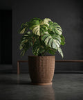 A Monstera plant with variegated leaves sits in a brown woven planter pot on a gray floor against a dark background.