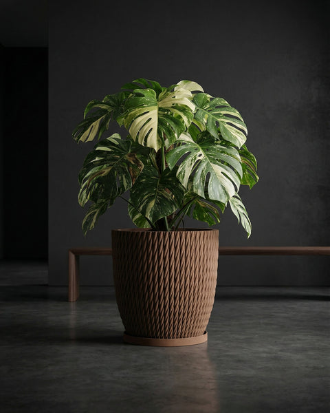 A Monstera plant with variegated leaves sits in a brown woven planter pot on a gray floor against a dark background.