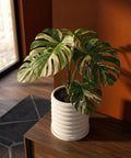 A variegated Monstera plant in a white, ribbed planter pot sits on a wooden surface near a window.