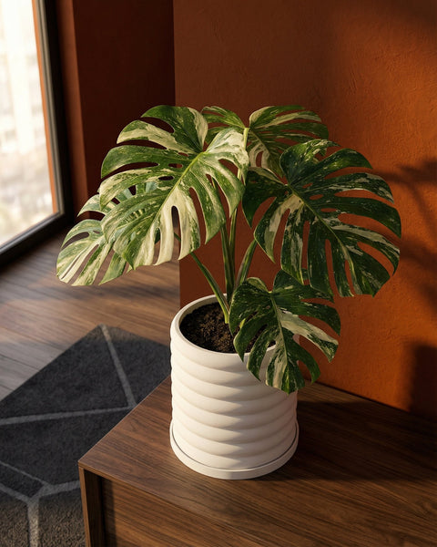 A variegated Monstera plant in a white, ribbed planter pot sits on a wooden surface near a window.
