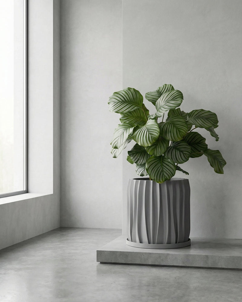 A gray planter pot with a textured, swirling design sits next to a light gray sofa with pillows and a throw blanket. A green plant is in the pot.