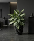 A Monstera plant in a black, textured planter pot sits on a dark wood floor in a room with dark green walls.