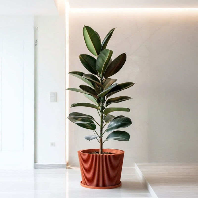 Terracotta Orange Flux