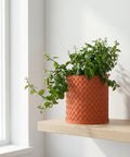 A terracotta-colored woven planter pot sits on a light wood shelf, filled with a lush green plant with cascading vines.