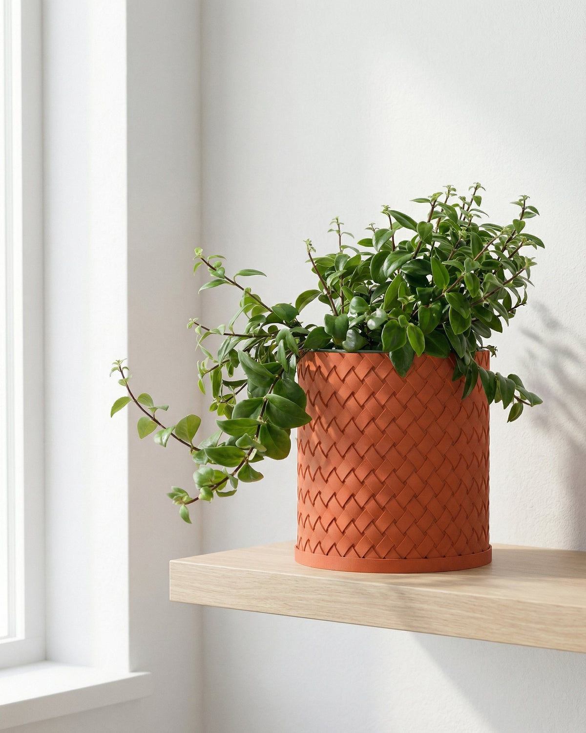 A terracotta-colored woven planter pot sits on a light wood shelf, filled with a lush green plant with cascading vines.