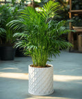 A Monstera plant in a white textured planter pot sits on a dark wood table against a red wall.