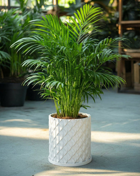 A Monstera plant in a white textured planter pot sits on a dark wood table against a red wall.