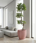 A pink planter pot with a rubber plant sits on a wooden cabinet in a green entryway with a round mirror on the wall.