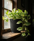 A pothos plant in a black planter sits on a wooden windowsill, bathed in sunlight. The planter has a woven texture.