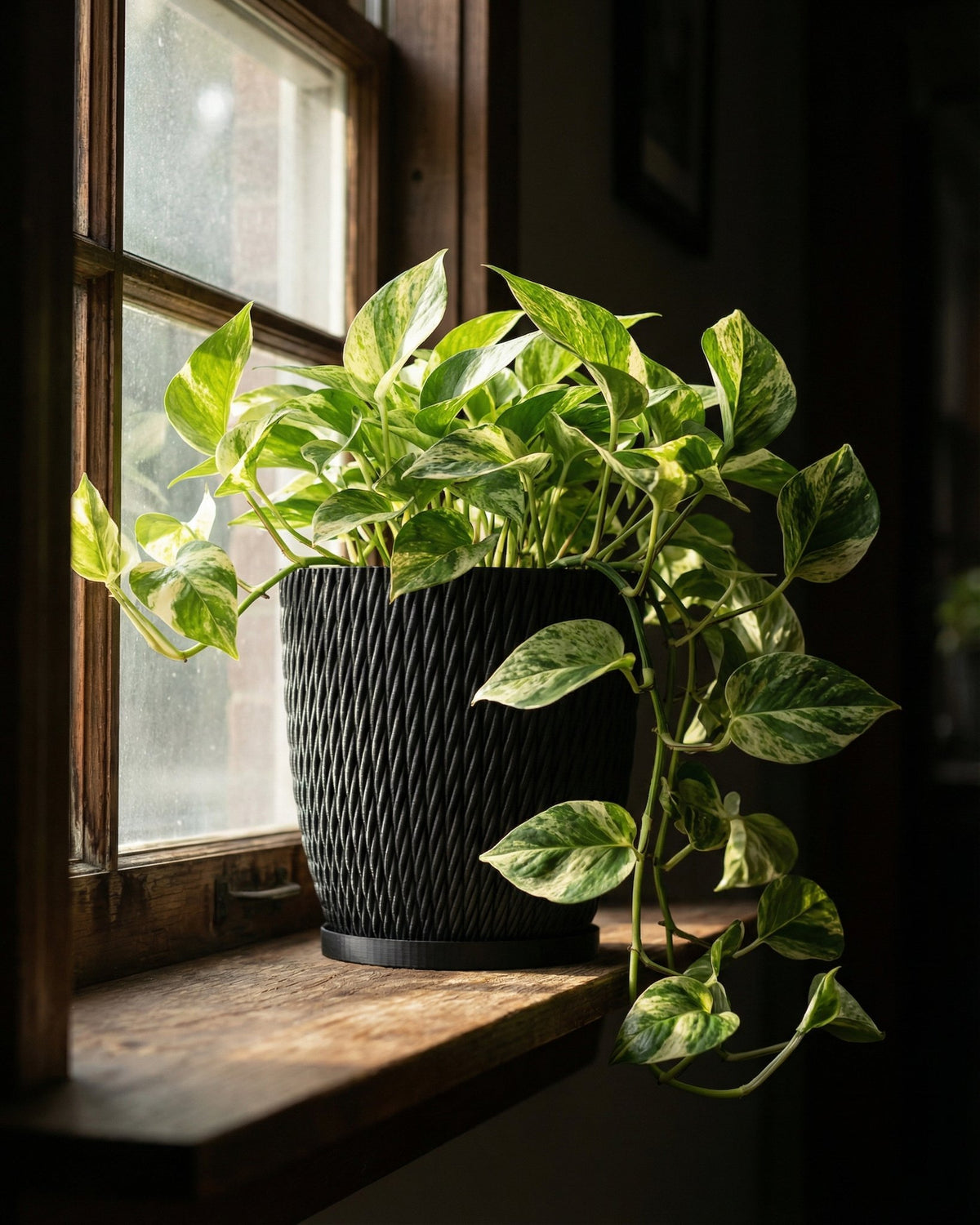 A pothos plant in a black planter sits on a wooden windowsill, bathed in sunlight. The planter has a woven texture.