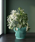 A green, round planter pot with vertical lines sits on a wooden shelf, holding a leafy green plant with white veins.