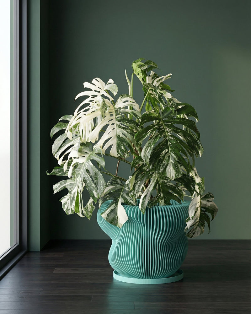 A green, round planter pot with vertical lines sits on a wooden shelf, holding a leafy green plant with white veins.