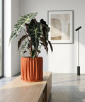 A vibrant pothos plant cascades from a textured terracotta planter, adding a touch of nature to a cozy living space.