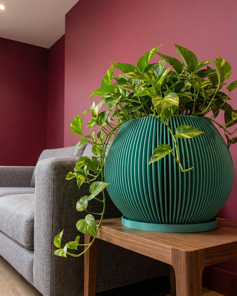 A Monstera plant in a teal planter pot with a ridged design sits on a gray floor. The plant has large, variegated green and white leaves. In the background, there is a white cabinet, curtains, and a rug.