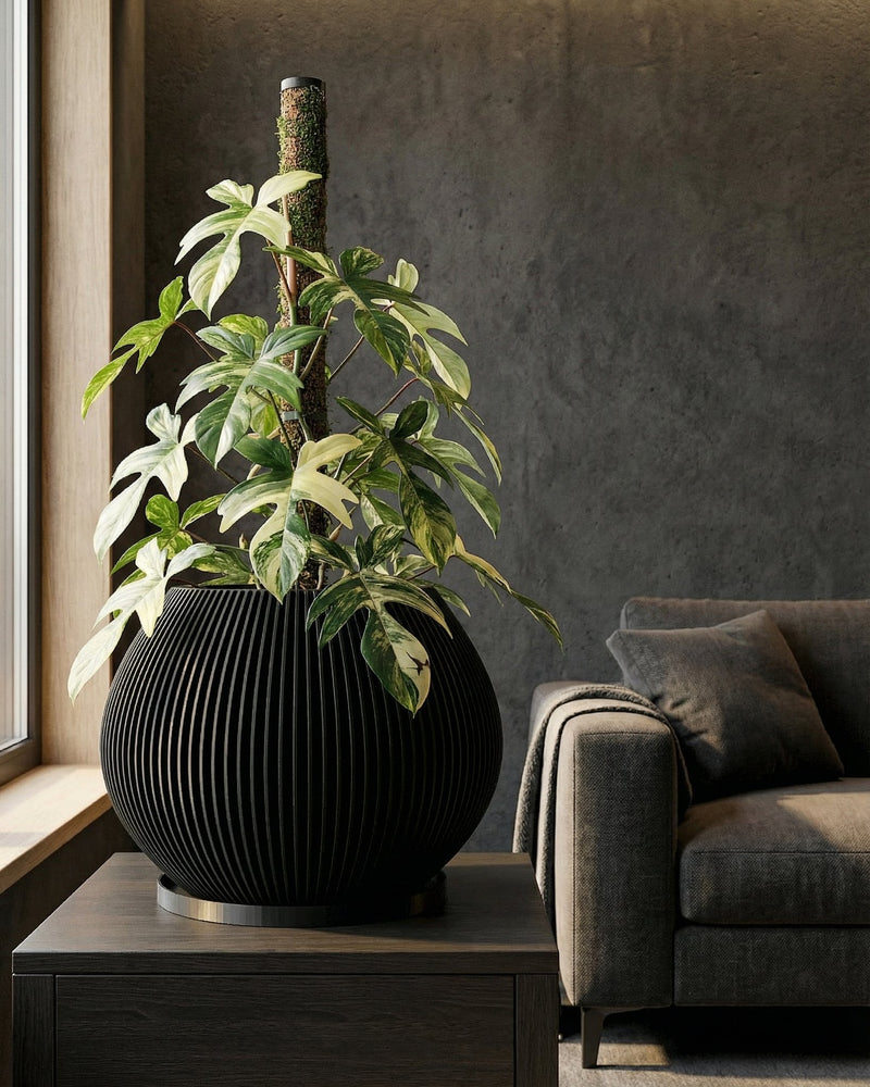 A close-up shot of a Begonia maculata plant in a black planter pot with vertical lines, sitting on a concrete stand. The plant has large, green leaves with white polka dots and reddish undersides. The background is a bright, modern living room with a geometric rug, wooden cabinet, and a chair.