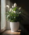A peace lily in a white textured planter pot sits on a wooden windowsill next to a window.