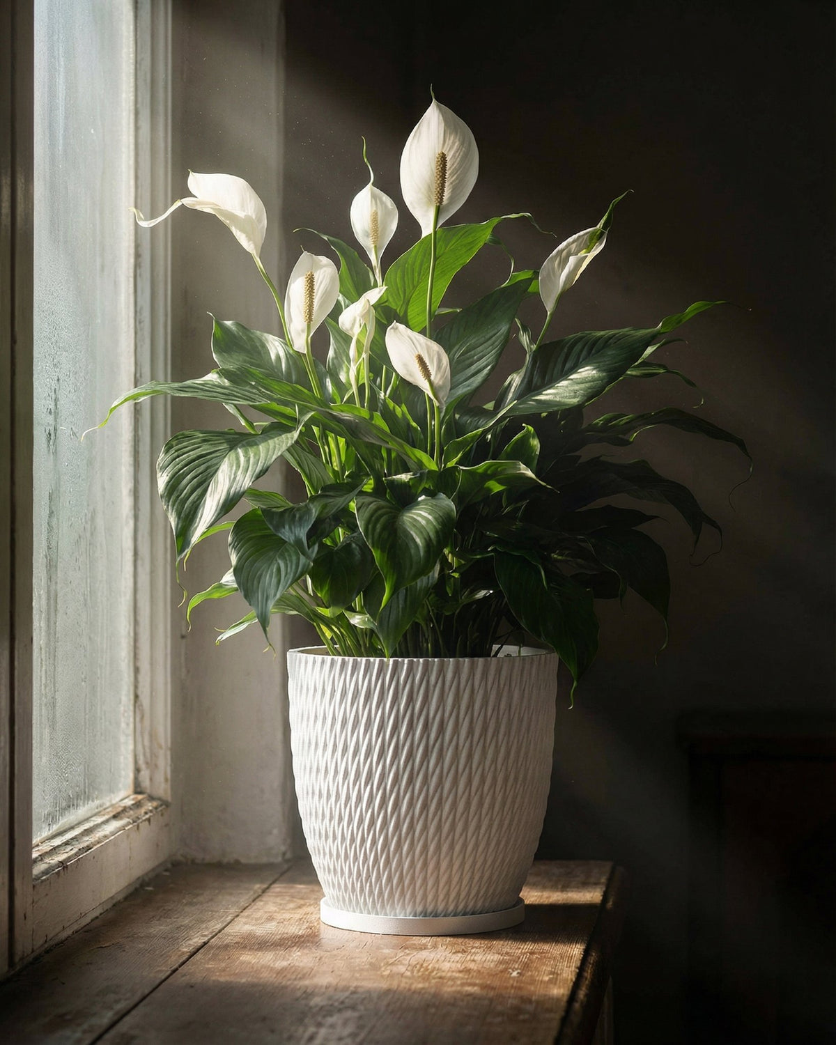 A peace lily in a white textured planter pot sits on a wooden windowsill next to a window.