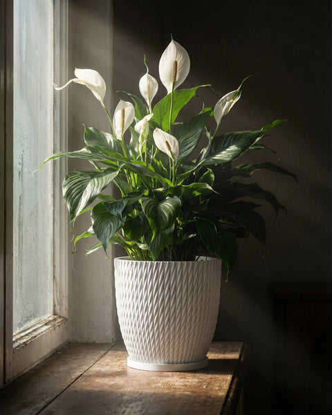 A peace lily in a white textured planter pot sits on a wooden windowsill next to a window.
