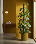 A yellow planter pot with a green and pink plant sits on a dark wood table in a room with olive green walls.