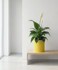 A peace lily plant in a yellow woven planter pot sits on a light wood bench against a white wall.