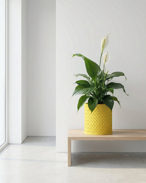 A peace lily plant in a yellow woven planter pot sits on a light wood bench against a white wall.