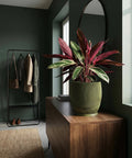 A stylish interior featuring a green planter with a vibrant plant, placed on a wooden cabinet in a room with a modern coat rack.
