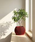 A red planter pot with a plant in it sits on a wooden surface next to a window, casting a shadow on the wall.