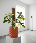 A houseplant in a textured terracotta planter pot sits on a windowsill, bathed in sunlight.