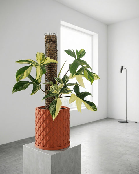 A houseplant in a textured terracotta planter pot sits on a windowsill, bathed in sunlight.