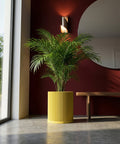 A vibrant yellow planter pot with a ribbed texture, holding a lush green palm, sits against a deep red wall.