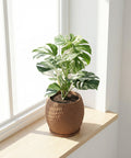 A Monstera plant sits in a brown, textured planter pot on a light wooden windowsill. The plant has green and white variegated leaves.