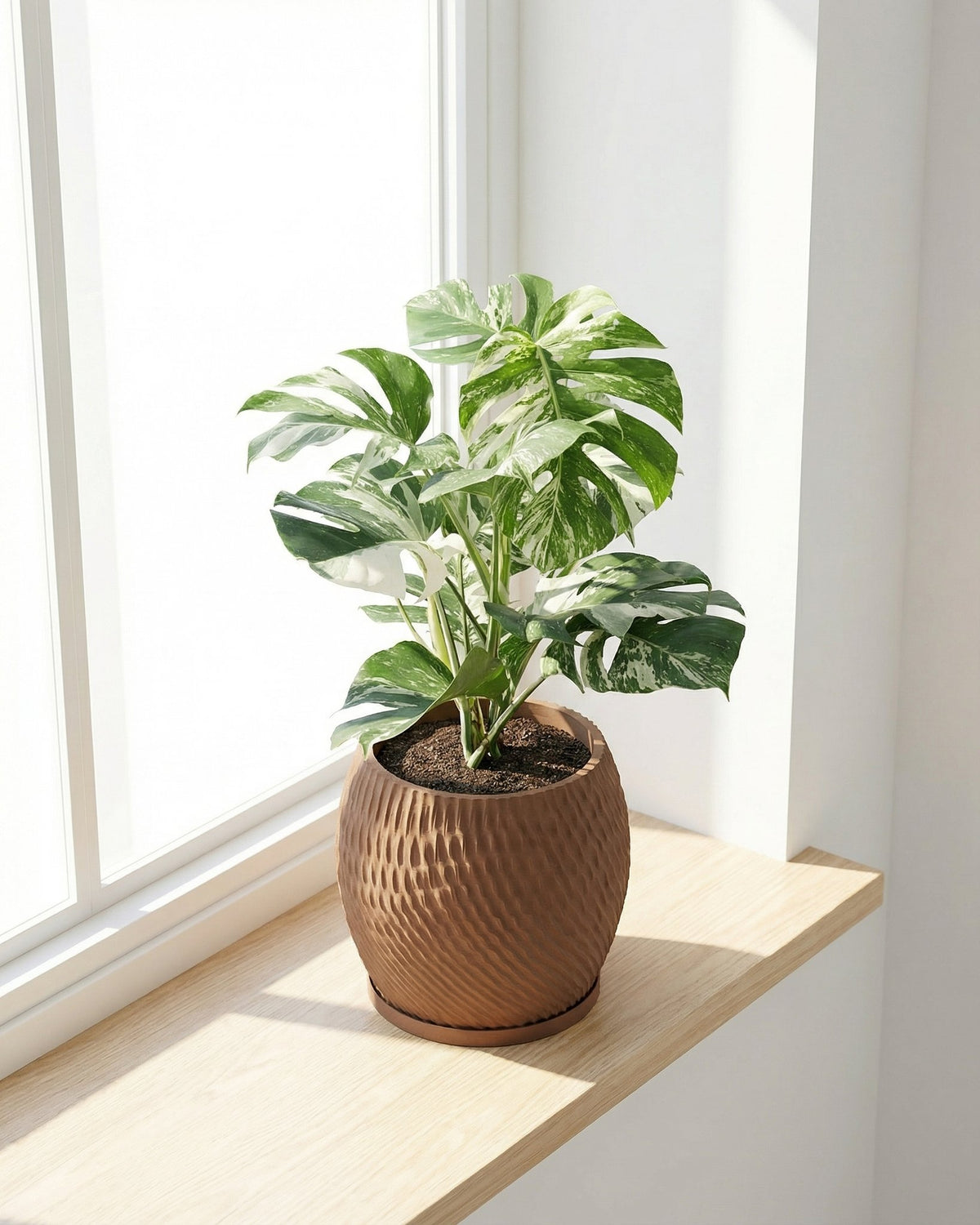 A Monstera plant sits in a brown, textured planter pot on a light wooden windowsill. The plant has green and white variegated leaves.