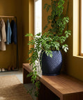 A blue planter pot with a textured design sits on a wooden bench, filled with a lush green plant with unique leaf shapes.