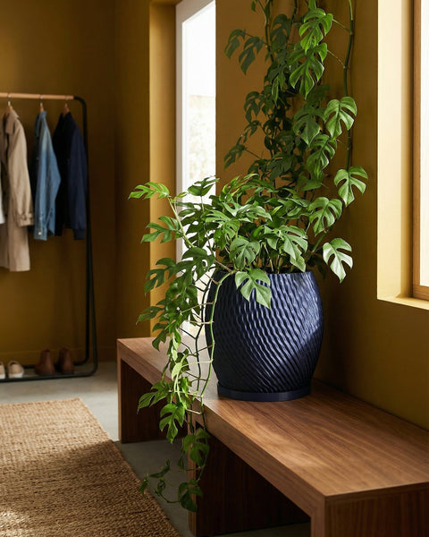 A blue planter pot with a textured design sits on a wooden bench, filled with a lush green plant with unique leaf shapes.