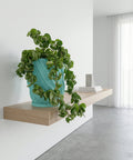A turquoise planter with a trailing plant sits on a wooden table in a hallway with dark green walls and a jute rug.
